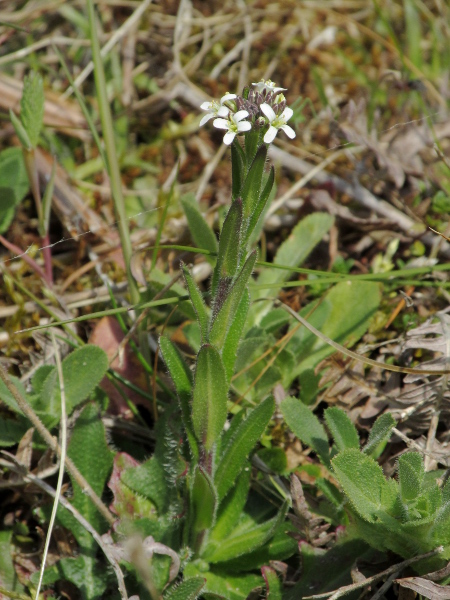 hairy rock-cress / Arabis hirsuta: _Arabis hirsuta_ grows in limestone grassland and dunes.