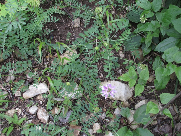 crown vetch / Securigera varia: _Securigera varia_ is a continental European species that occasionally escapes from gardens in the British Isles.