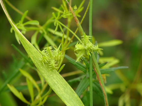 corn buttercup / Ranunculus arvensis: The achenes of _Ranunculus arvensis_ are covered in spines.