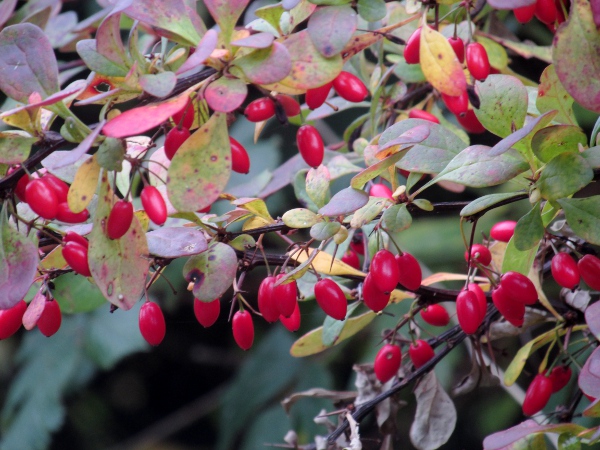 Thunberg’s barberry / Berberis thunbergii: The fruit of _Berberis thunbergii_ are bright red.