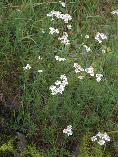 sneezewort / Achillea ptarmica: _Achillea ptarmica_ occurs in damp grasslands across the British Isles, avoiding the most calcareous areas.