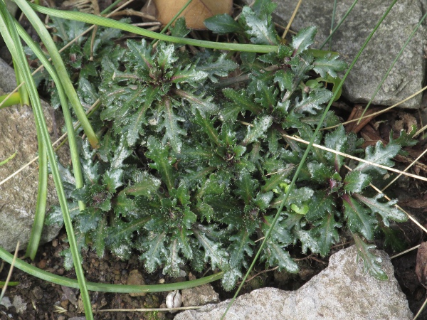 Bristol rock-cress / Arabis scabra: _Arabis scabra_ is a very rare species, restricted to the Avon Gorge in Bristol, and introduced to another site in Somerset.
