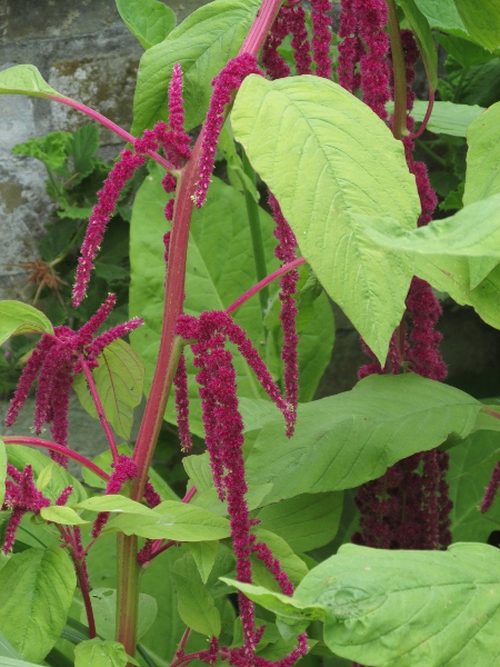 love-lies-bleeding / Amaranthus caudatus: _Amaranthus caudatus_ is a popular garden plant native to South America from Ecuador to Argentina.