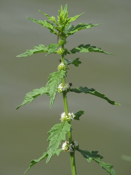 gypsywort / Lycopus europaeus: _Lycopus europaeus_ grows at the boundary between water and land; its flowers are, unusually for the family, almost actinomorphic.