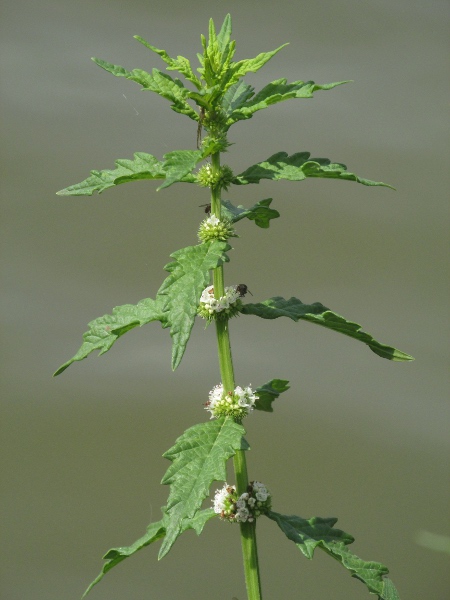 gypsywort / Lycopus europaeus