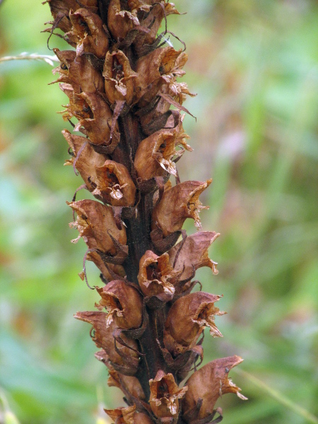 thistle broomrape / Orobanche reticulata: The flowers of _Orobanche reticulata_ curve from vertical to horizontal with an oblique opening.