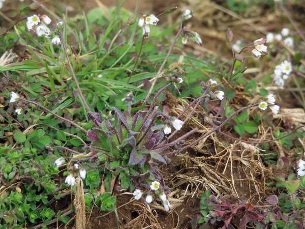 hairy whitlow-grass / Erophila majuscula: The diploid _Erophila majuscula_ has leaves with shorter petioles and more hairs than its higher-ploidy relatives _Erophila verna_ and _Erophila glabrescens_.