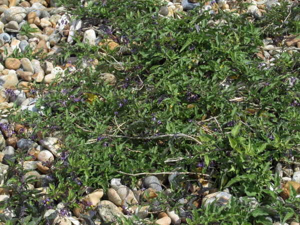 bittersweet / Solanum dulcamara: A prostrate, maritime form is recognised as _Solanum dulcamara_ var. _marinum_.