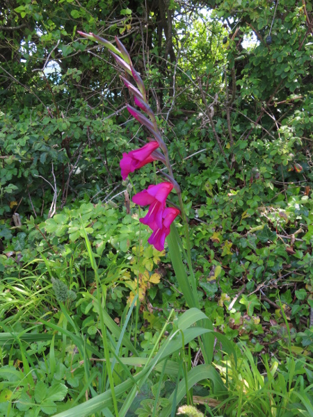 eastern gladiolus / Gladiolus communis: _Gladiolus communis_ is a frost-sensitive introduction from the Mediterranean Basin that survives in the warmer parts of the British Isles, especially the south coast of England.