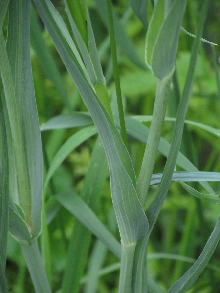 salsify / Tragopogon porrifolius: The leaves of _Tragopogon porrifolius_ are long and narrow, widened at the base; its root, ‘salsify’, resembles a thin parsnip.