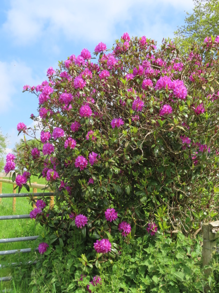 hybrid rhododendron / Rhododendron × superponticum: _Rhododendron_ × _superponticum_ is a hybrid between _Rhododendron ponticum_ and one or more American species.