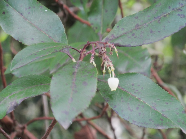 strawberry tree / Arbutus unedo: Leaves and flower