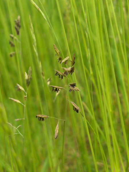 fine-leaved sheep’s-fescue / Festuca filiformis