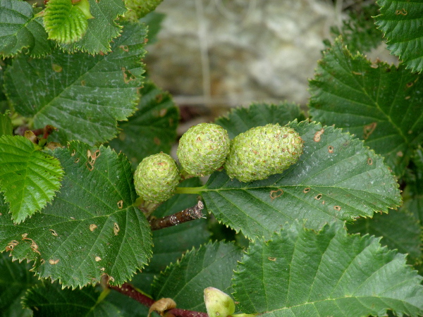 green alder / Alnus viridis