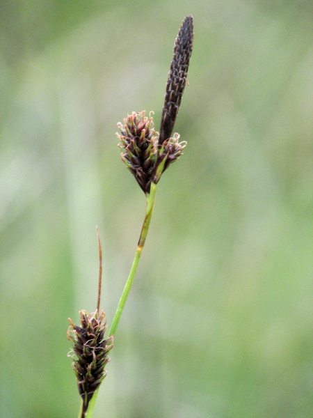 green-ribbed sedge / Carex binervis: Mature utricles of _Carex binervis_ have 2 green nerves running into the beak.
