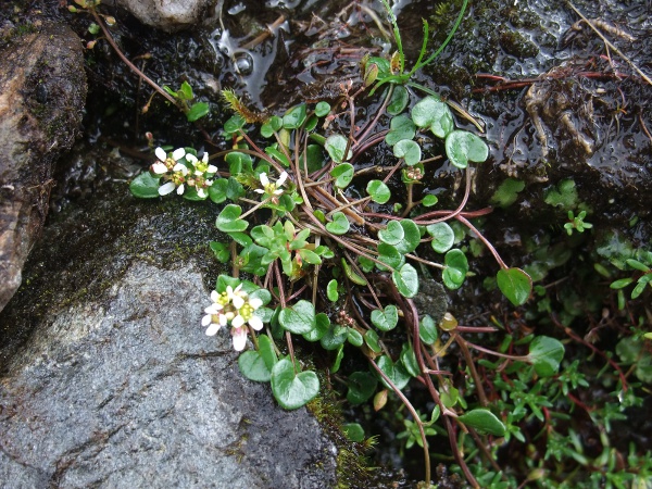 mountain scurvy-grass / Cochlearia micacea: _Cochlearia micacea_ is a Scottish endemic, found above 2000 feet on micaceous soils.