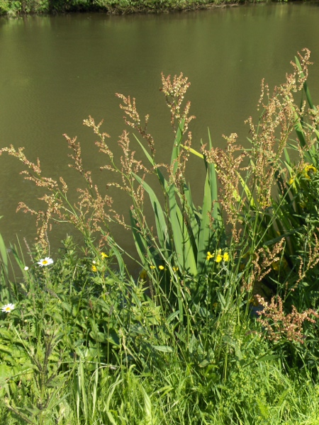 common sorrel / Rumex acetosa