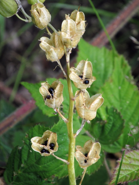 bluebell / Hyacinthoides non-scripta: The seeds of _Hyacinthoides non-scripta_ are borne in papery, 3-valved capsules.
