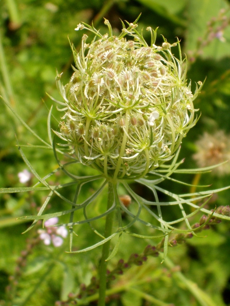 wild carrot / Daucus carota: When in fruit, the heads of _Daucus carota_ subsp. _carota_ close up distinctively.