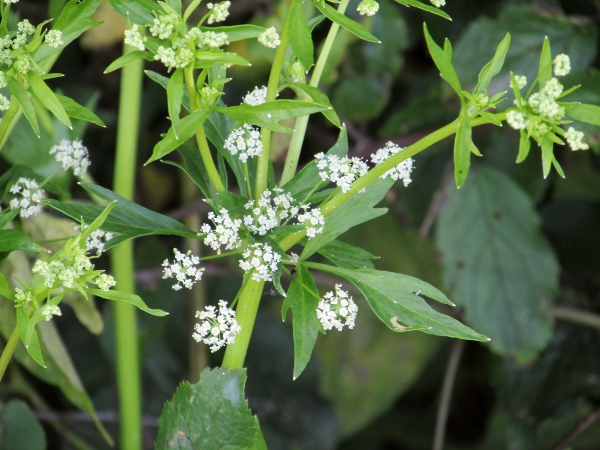 wild celery / Apium graveolens: Inflorescence