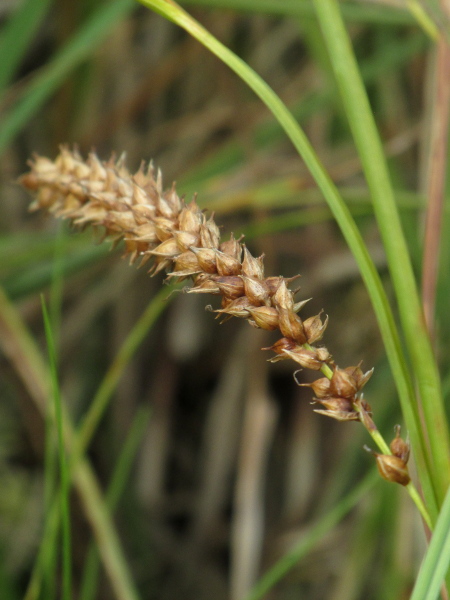 bottle sedge / Carex rostrata: The utricles of _Carex rostrata_ are smooth except for the longitudinal ribs, and have a long, bifid beak.