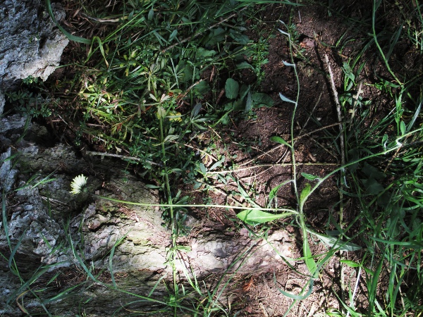 mouse-ear hawkweed / Pilosella officinarum