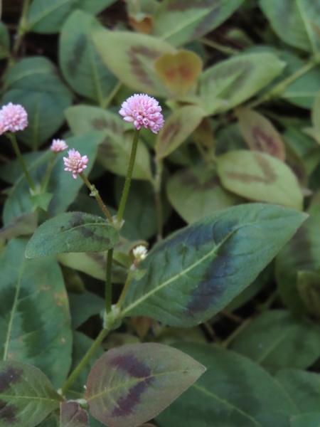 pink-headed persicaria / Persicaria capitata: _Persicaria capitata_ is a Himalayan plant with tight heads of pink flowers that occurs as a short-lived casual, especially in more southern areas of the British Isles.