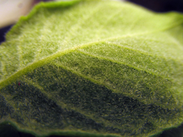 goat willow / Salix caprea: The leaves of _Salix caprea_ are densely hairy underneath.