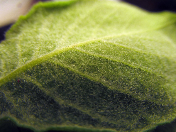 goat willow / Salix caprea: The leaves of _Salix caprea_ are densely hairy underneath.