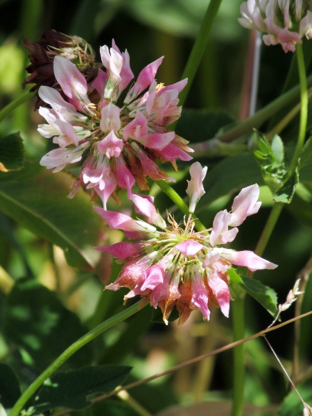 alsike clover / Trifolium hybridum: In many ways, _Trifolium hybridum_ is intermediate between _Trifolium repens_ and _Trifolium pratense_, including in flower colour.