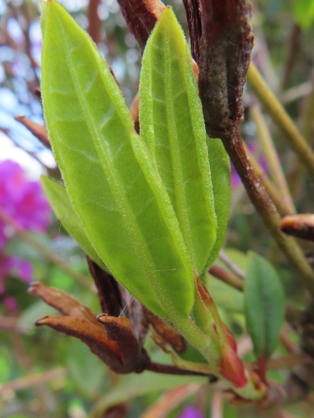 hybrid rhododendron / Rhododendron × superponticum: _Rhododendron_ × _superponticum_ can be distinguished from _Rhododendron ponticum_ by the presence of hairs on the leaf underside and on the ovary.