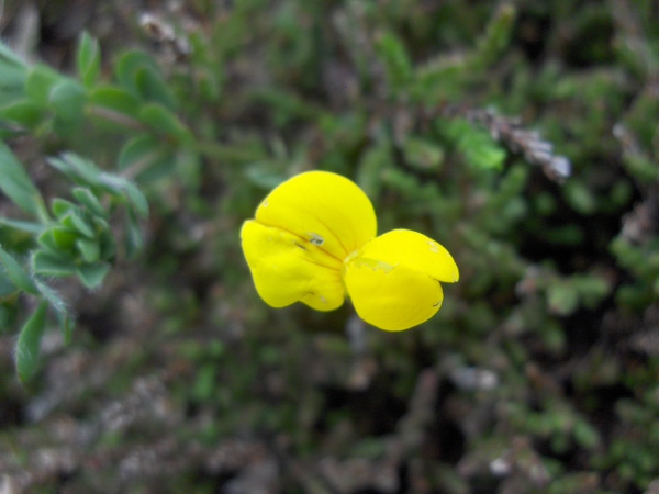 hairy bird’s-foot trefoil / Lotus subbiflorus: Flower