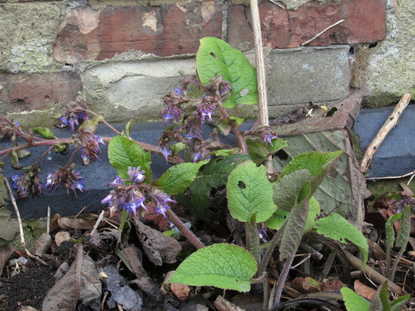 Abraham-Isaac-Jacob / Trachystemon orientalis: _Trachystemon orientalis_ is the only species in the genus _Trachystemon_; it is native to Bulgaria, Turkey and the Caucasus.
