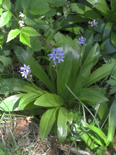 Pyrenean squill / Scilla liliohyacinthus: _Scilla liliohyacinthus_ is a species from the mountains of northern Spain and south-western France that is naturalised in woodlands, especially in Aberdeenshire and Moray; its wide leaves it from related species.