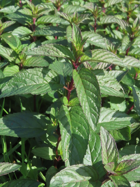 peppermint / Mentha × piperita: _Mentha_ × _piperita_ is a hybrid between _Mentha aquatica_ and _Mentha spicata_; it has largely hairless leaves with short stalks.