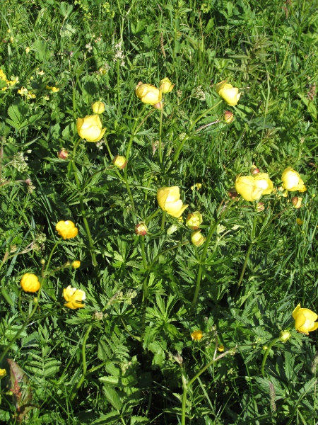 globeflower / Trollius europaeus: _Trollius europaeus_ grows in damp upland areas of Wales, northern England, Scotland, County Donegal and along the border of County Fermanagh.