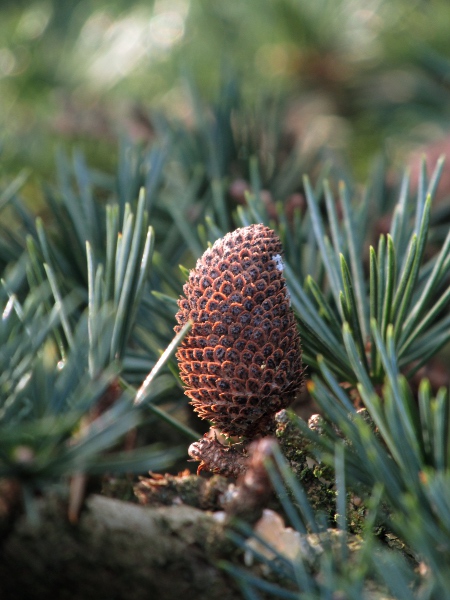 cedar of Lebanon / Cedrus libani: Pollen cone and leaves; the leaves of _Cedrus libani_ have a shorter translucent tip than those of _Cedrus atlantica_.