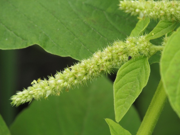 love-lies-bleeding / Amaranthus caudatus: Inflorescence