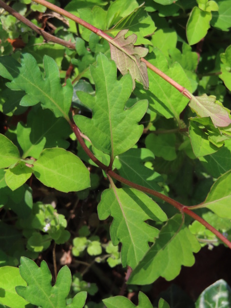 honeysuckle / Lonicera periclymenum: Young plants sometimes have oak-like, sinuously lobed leaves.