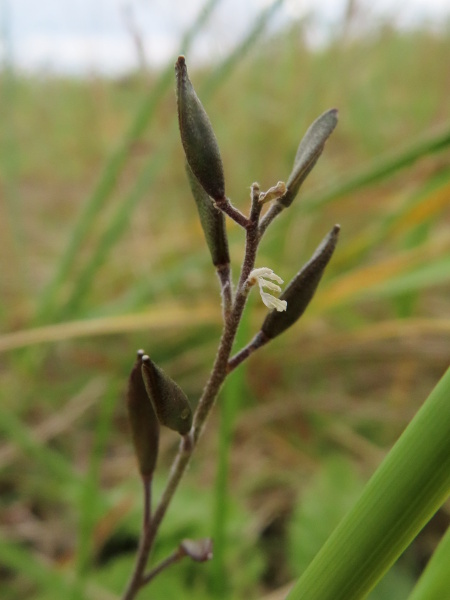 hoary whitlow-grass / Draba incana: The fruits of _Draba incana_ are slightly spiralled, unlike the straight fruits of _Draba norvegica_.