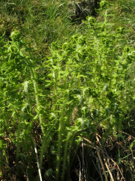 lemon-scented fern / Oreopteris limbosperma: _Oreopteris limbosperma_ is a tuft-forming fern most readily identified by the strongly lemony scent it releases when crushed, and the way its pinnae decrease in length towards the base of the leaf.