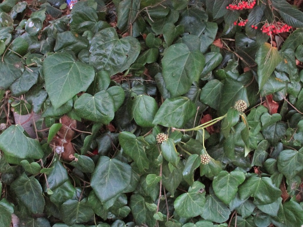 Persian ivy / Hedera colchica: _Hedera colchica_ has wide, hardly lobed leaves, often with a few shallow teeth.