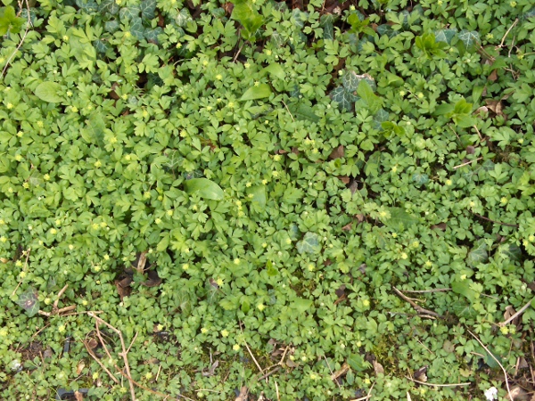 moschatel / Adoxa moschatellina: For a brief time in spring, _Adoxa moschatellina_ can form large carpets, before other species overgrow it.