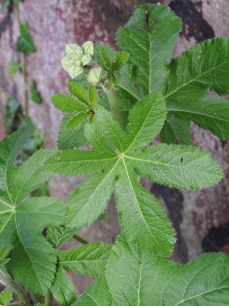 hollyhock / Alcea rosea: The upper leaves are often, but not always, deeply divided; the young flowers are concealed within the many-segmented epicalyx.