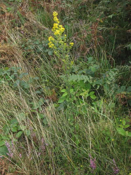 goldenrod / Solidago virgaurea: _Solidago virgaurea_ subsp. _virgaurea_ grows in acidic woodlands, hedgerows and grasslands; it is up to 1 m tall, with a branching inflorescence.