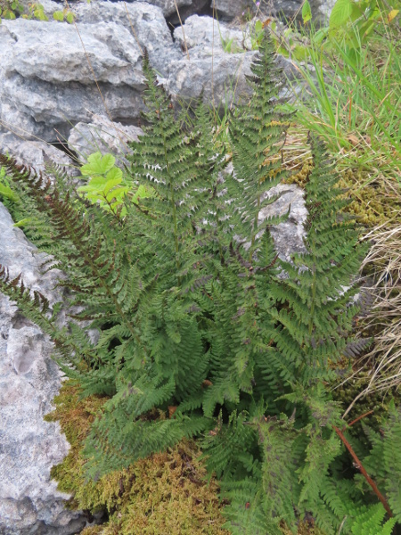 rigid buckler-fern / Dryopteris submontana: _Dryopteris submontana_ is restricted to limestone pavements in the Yorkshire Dales and adjacent parts of Cumbria.