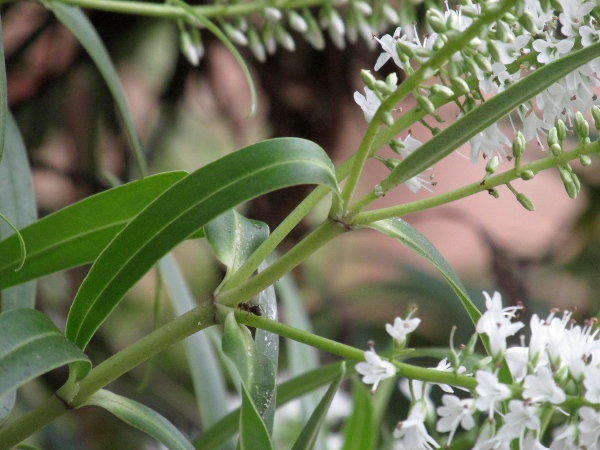 koromiko / Veronica salicifolia: The leaves of _Veronica salicifolia_ are long and narrow, with a short petiole.