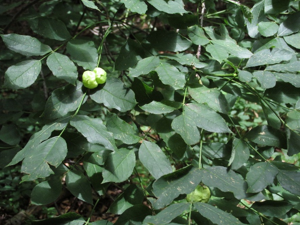 bladdernut / Staphylea pinnata