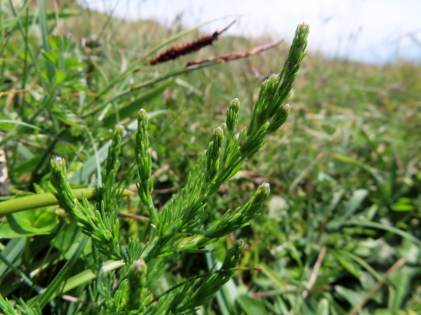 wild asparagus / Asparagus prostratus