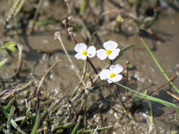 creeping lesser water-plantain / Baldellia ranunculoides subsp. repens